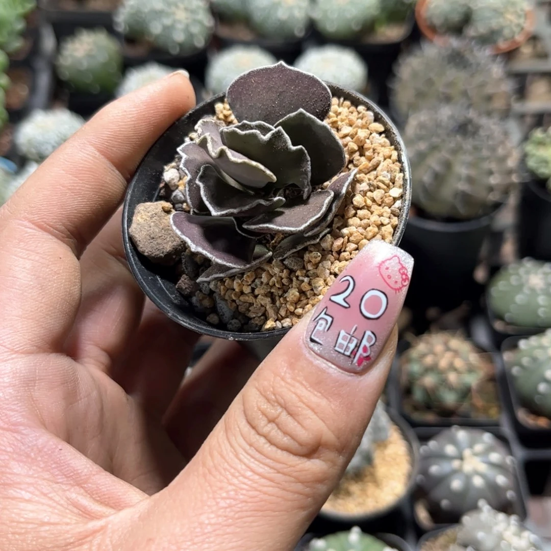 黑雀扇单头发货有根发货