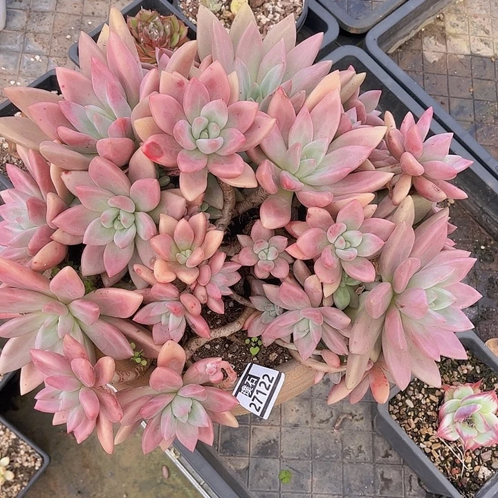 桃花源27122多肉植物
