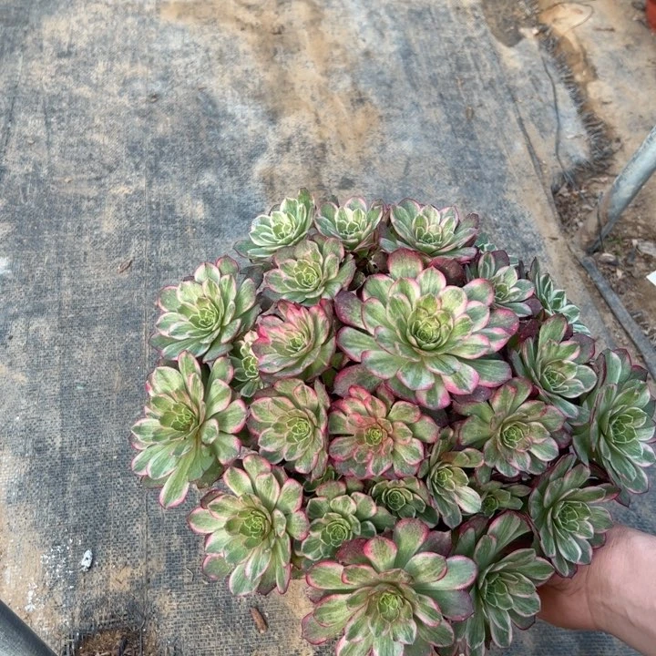 30莲花多肉多肉多肉多肉