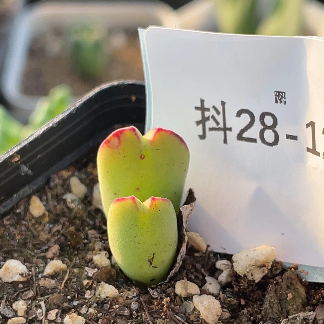 28-126肉锥多肉植物