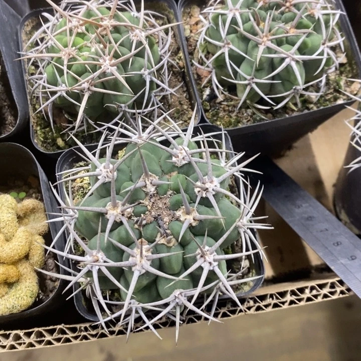 红***手实生碧岩玉特价福利2