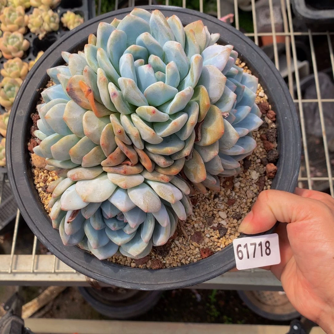 安*心61768嗯嗯嗯嗯嗯好喜欢嗯嗯真的