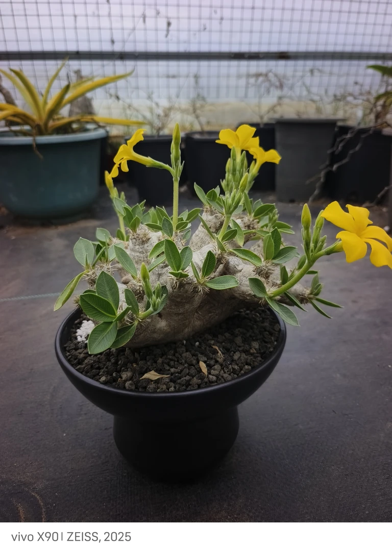 块根多肉植物惠比大黑沙漠绿植仙人球老桩盆栽花卉