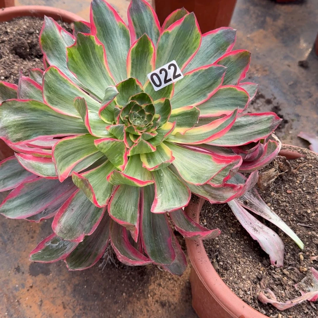 022多肉植物恶魔之眼