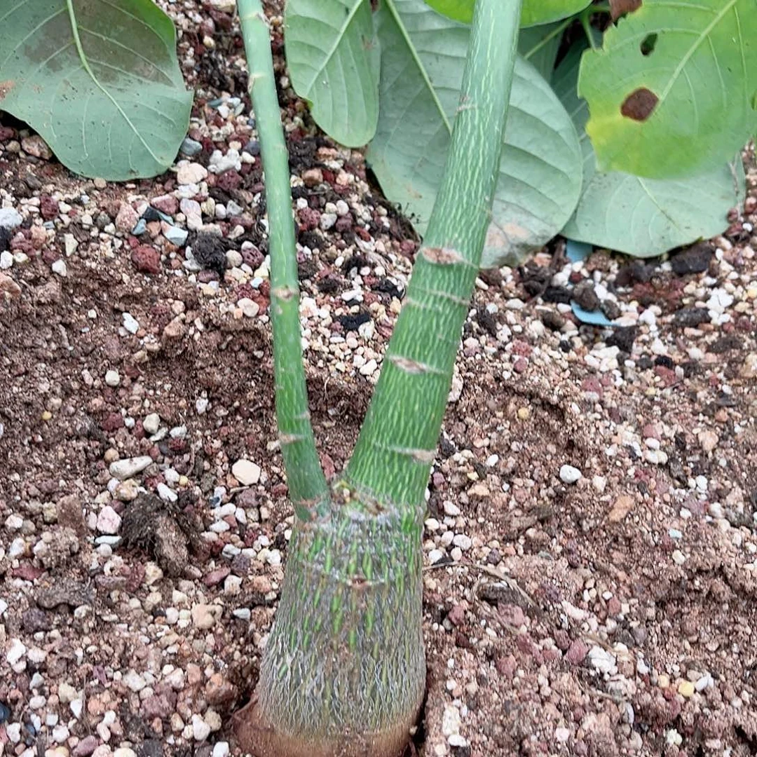 多肉植物龟甲木棉实生