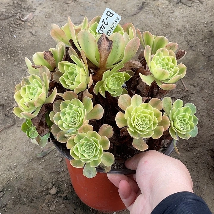 240雨荷多肉植物法师