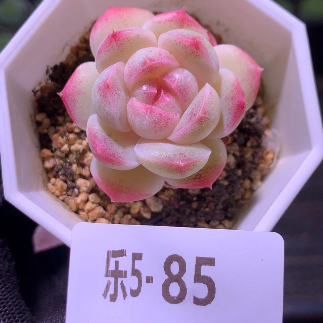 乐然 5-85 精选糖心