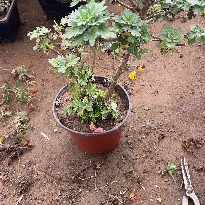 周***伟完全开放30菊花菊花菊花菊花
