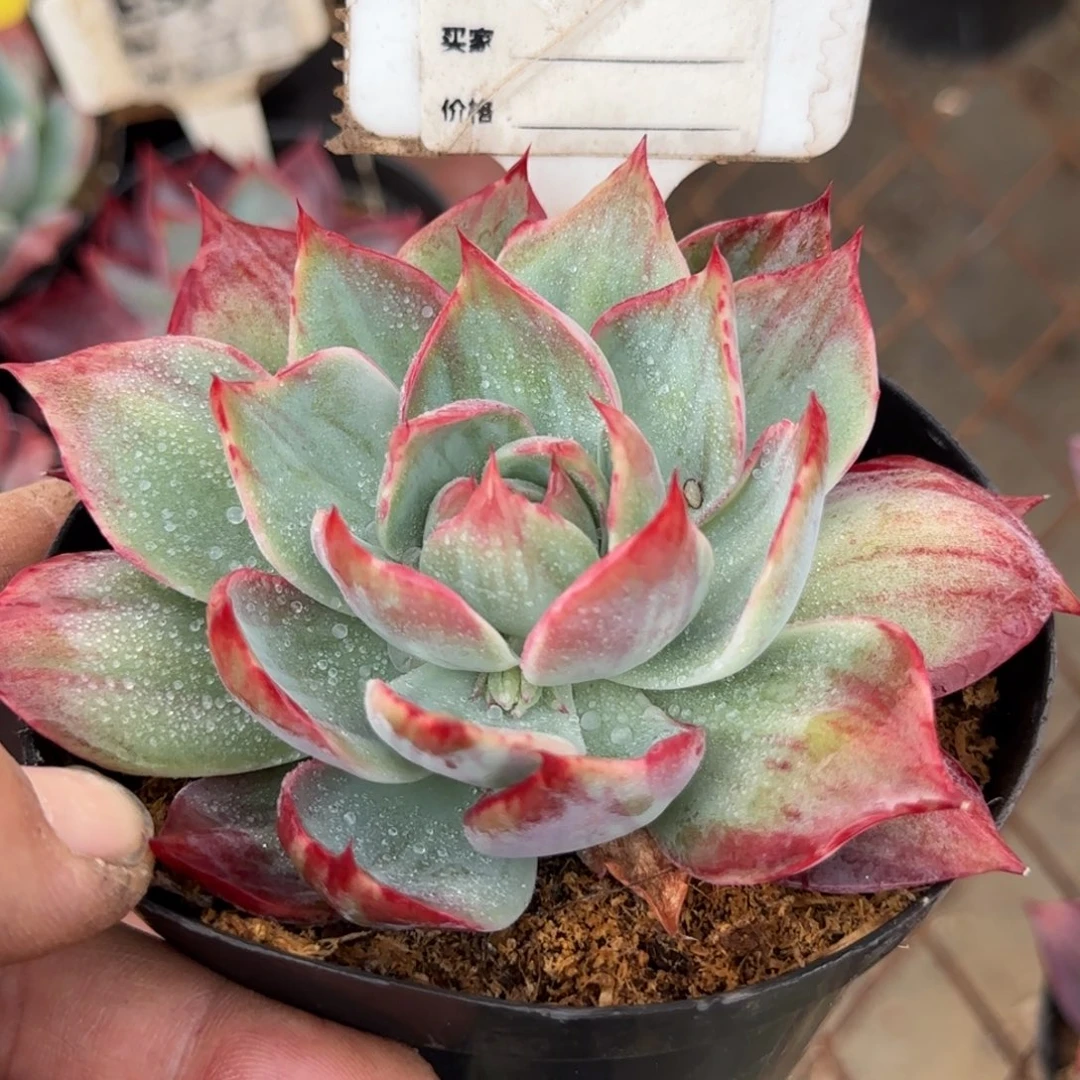 惊鸿一物一拍包装收缩花旱871