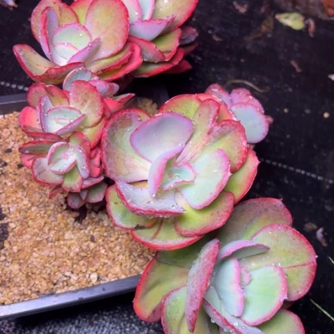 用***6多肉植物的植物形态