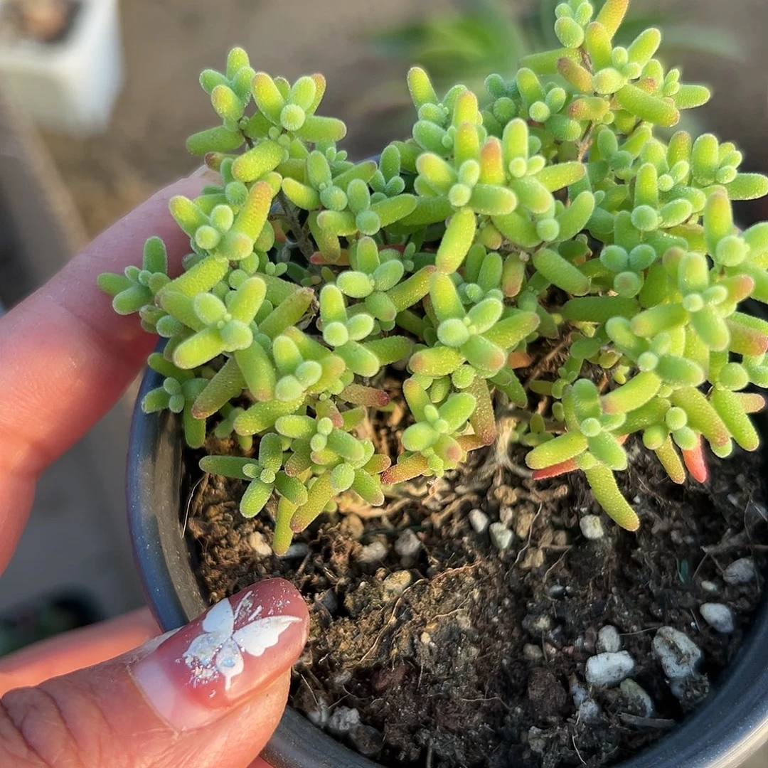 多肉植物蜜桔糖球