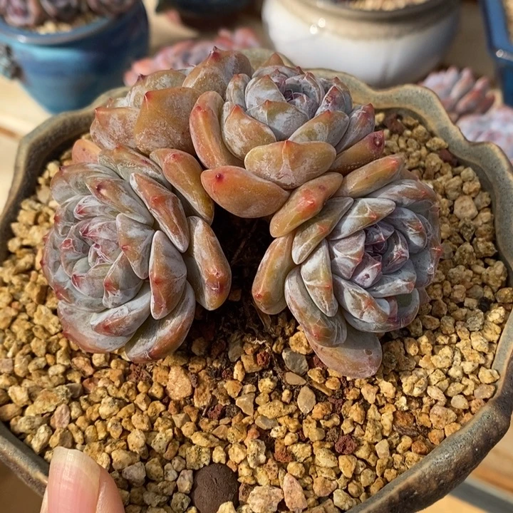 四头粗腿绿地油脸