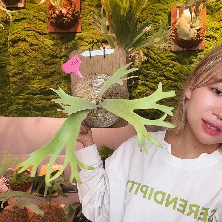 不开花植物tk 白翼特选