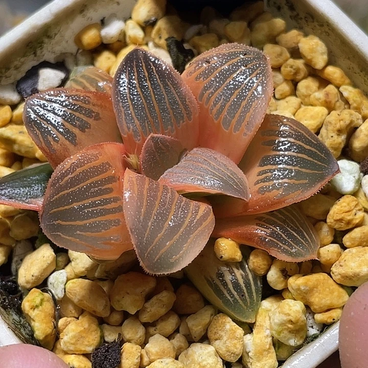 594糊斑夜想锦特选福利