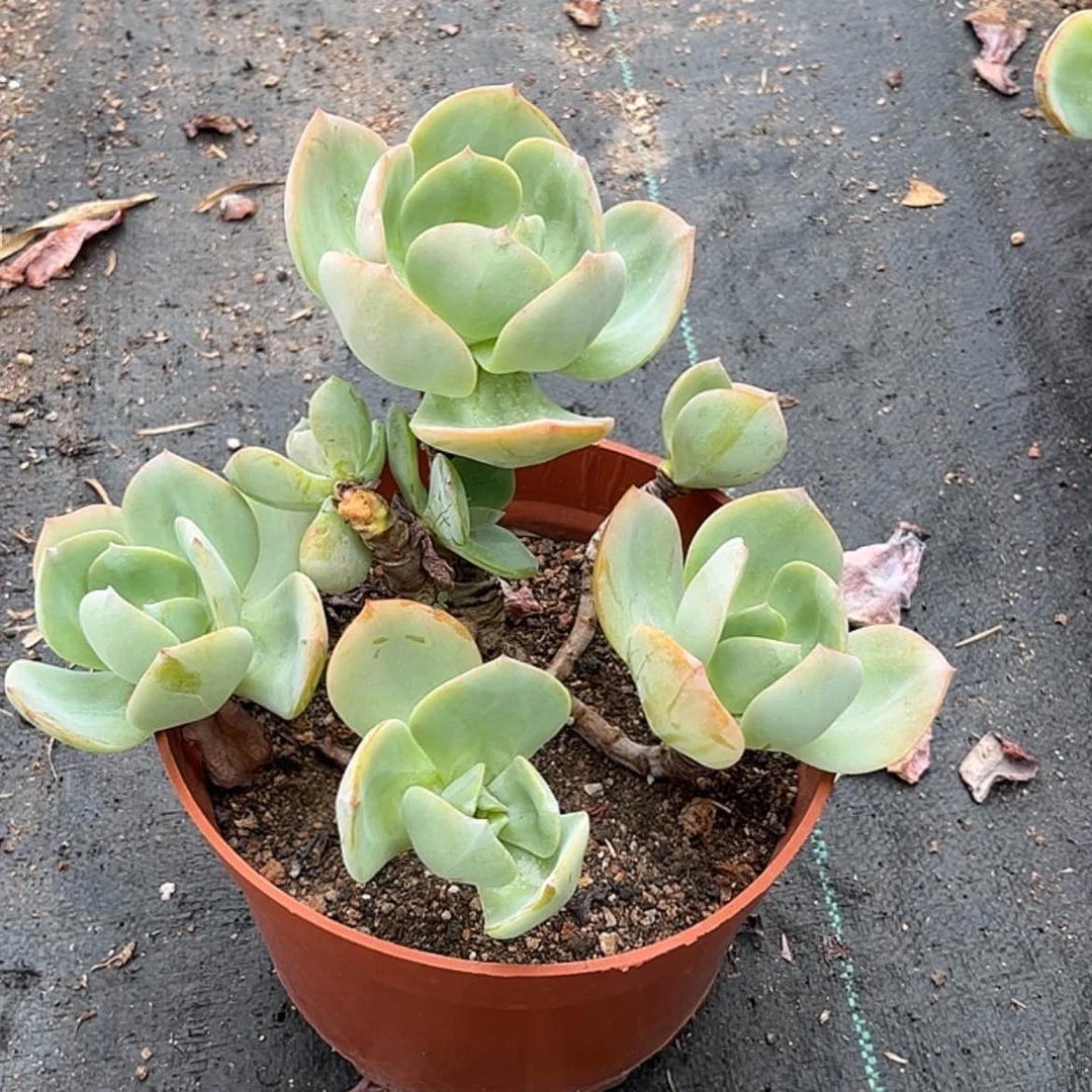 【闪购商品】无花朵雨*