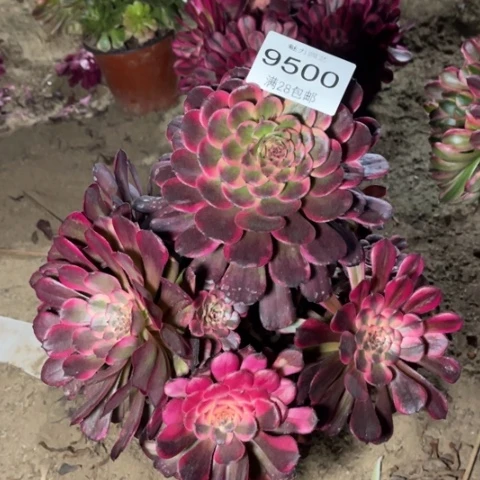 红魔多肉多肉9500