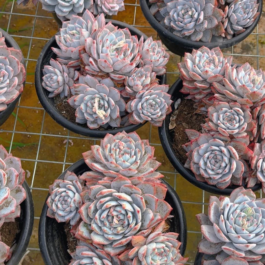 粉蓝鸟一颗托土发货