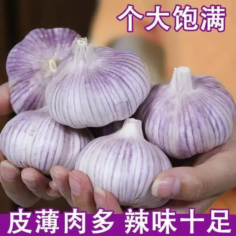 山东金乡大蒜1斤3斤5斤紫白皮新鲜大蒜头可吃可种农家蒜头当季蒜