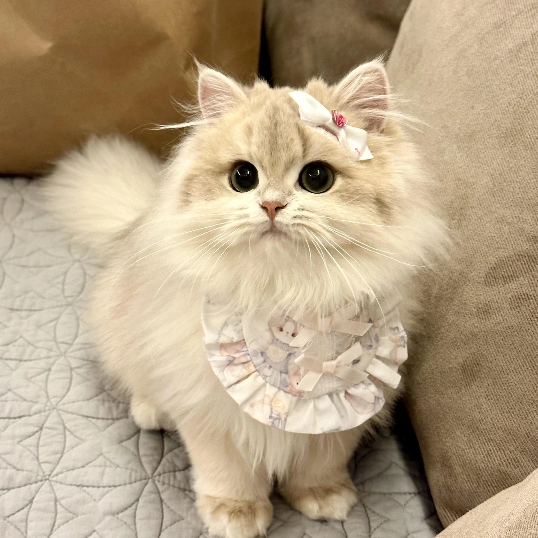 《屁屁家》活体专用链接