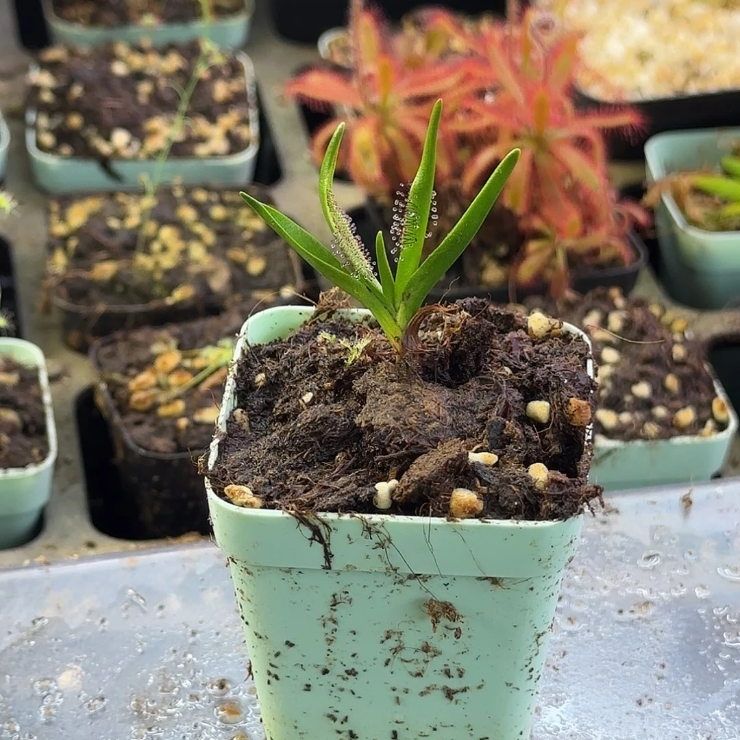 完全开放墨菲特茅膏菜