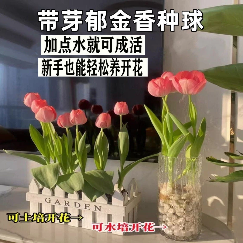 荷兰进口郁金香大球种球四季土培耐寒阳台开花盆栽花种子水培植物