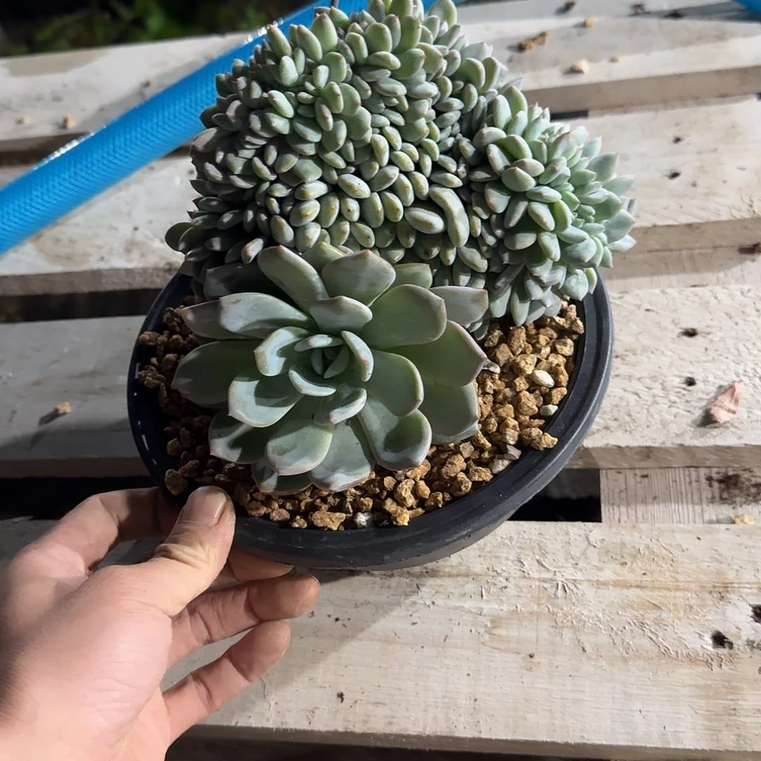 星影树缀无砍多肉