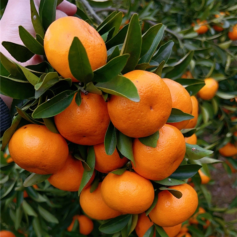 正宗广东广州增城年桔8分甜2分酸桔香味浓郁广东省内次日达直发