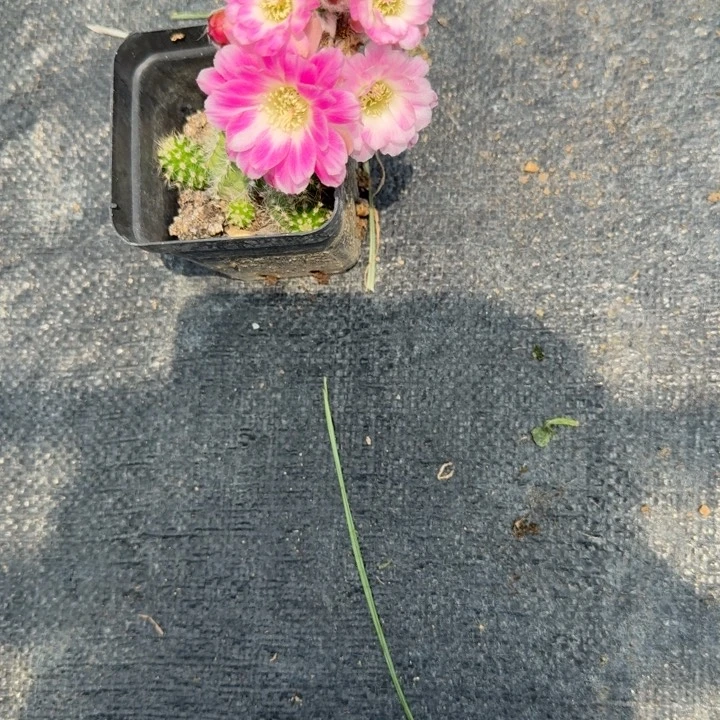 白檀仙人掌408带跟