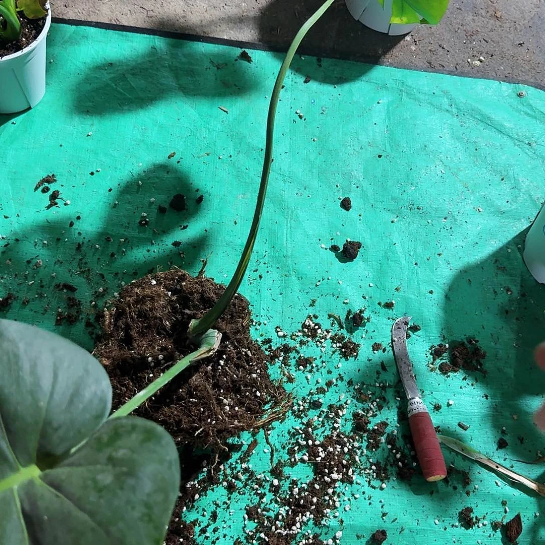 无花朵影*龟背竹植物一物一拍