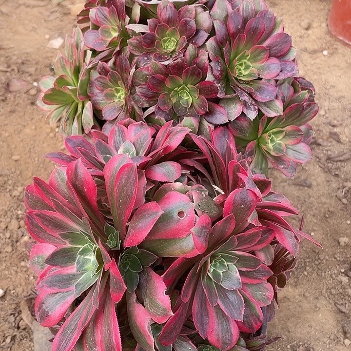 无花朵851组合无售后多肉植物