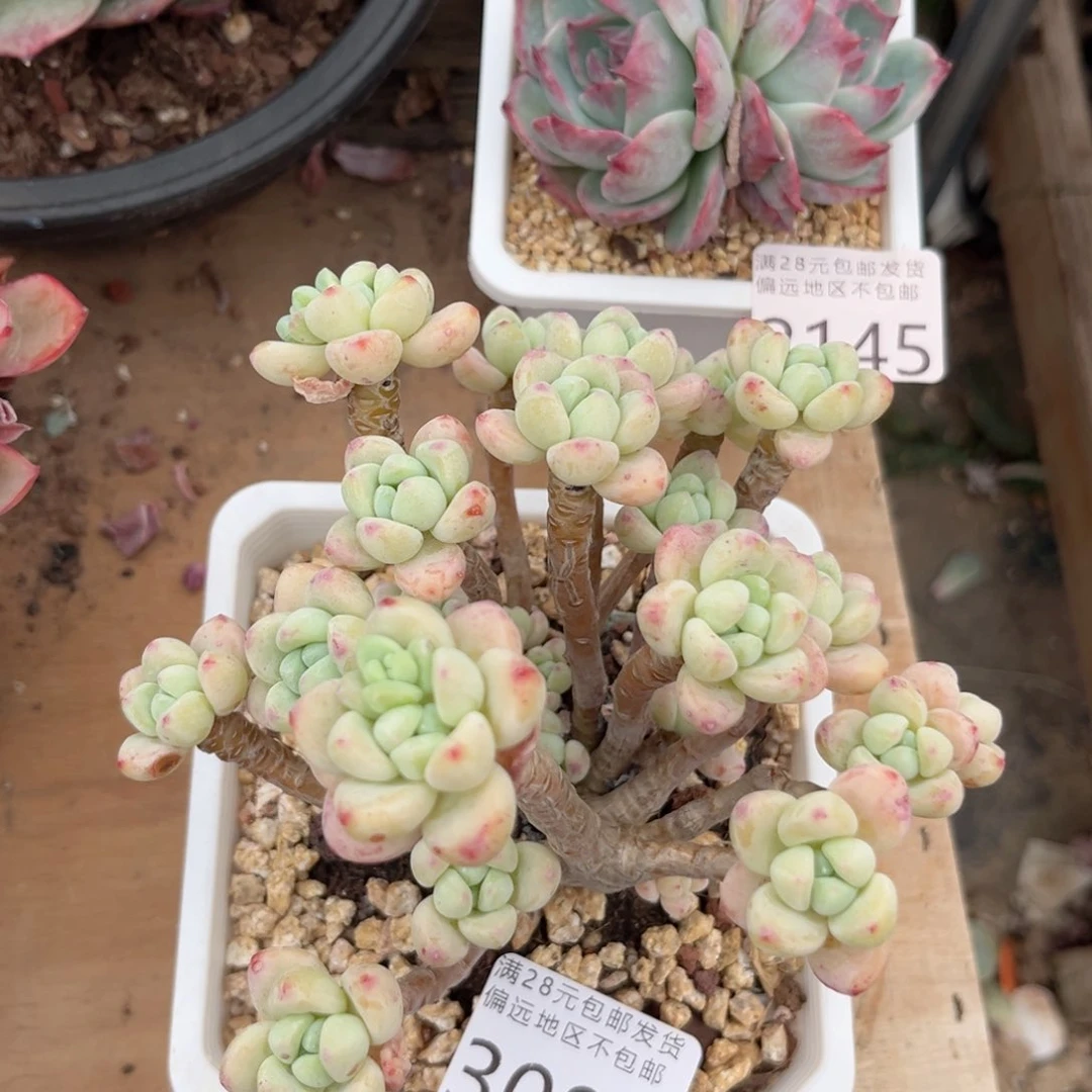 大3086:（dv c g vv b