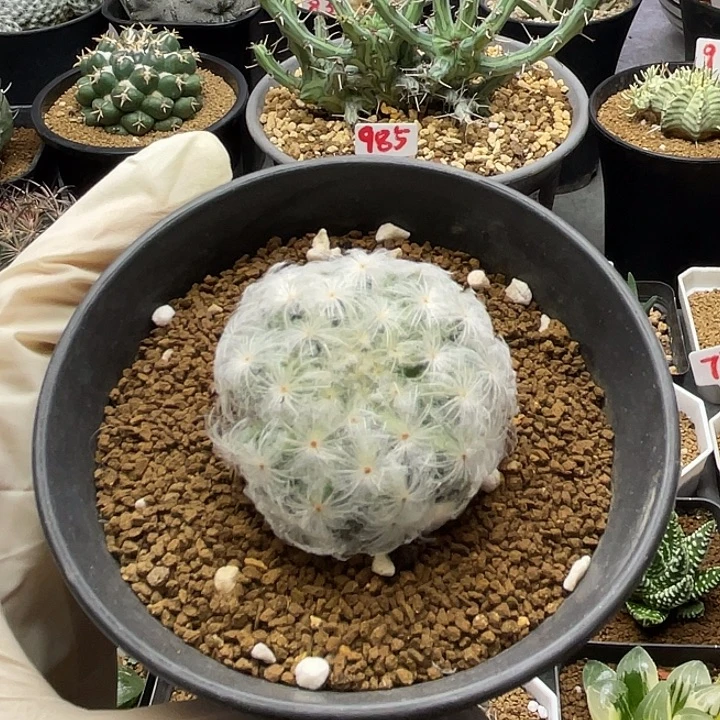 佛头白星仙人球多肉