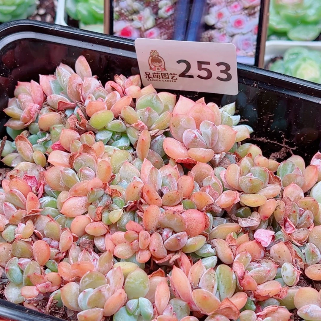 多肉植物多肉植物