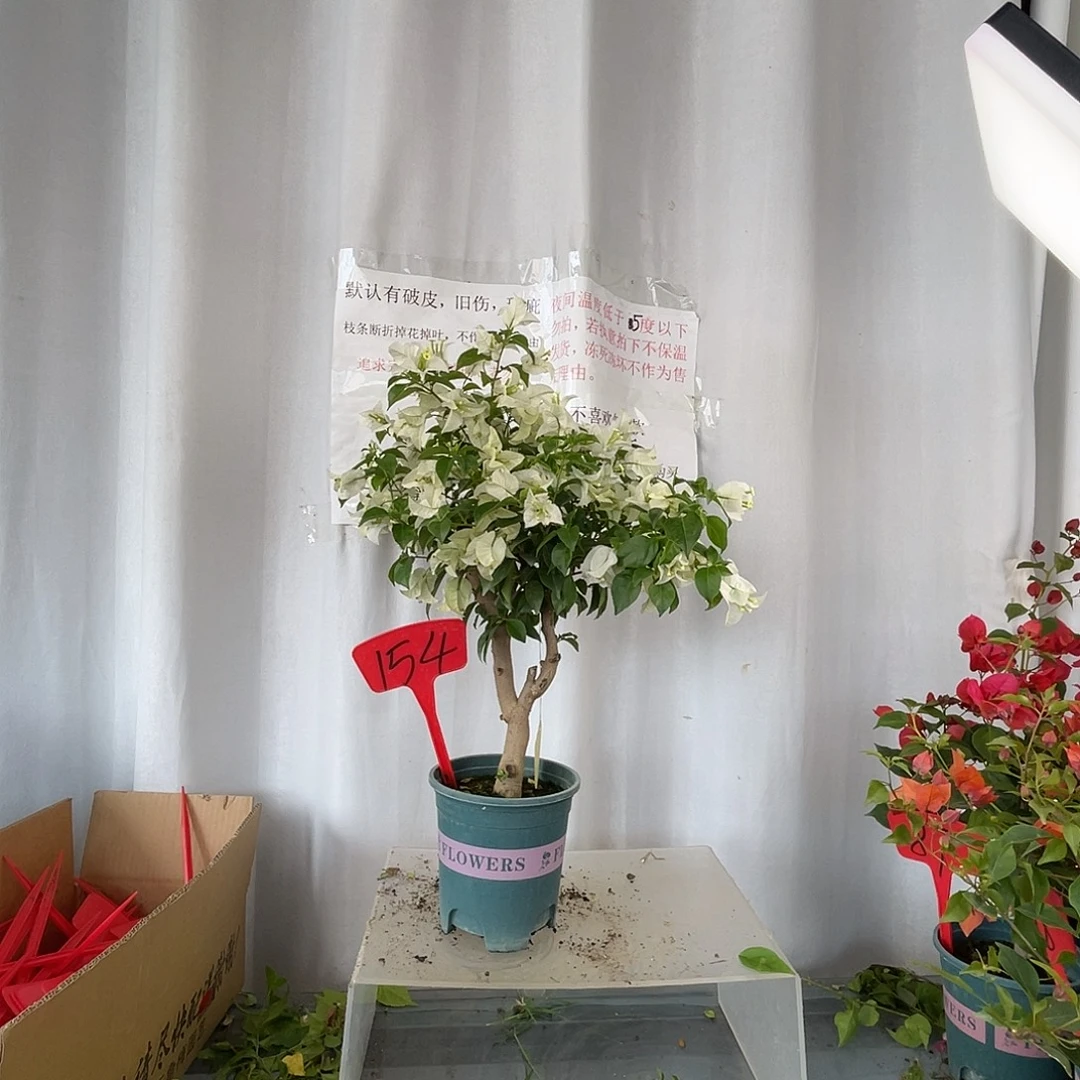 当前无花栽培后可以开花  154白雪公主桩粗 2.4公分，高55厘米