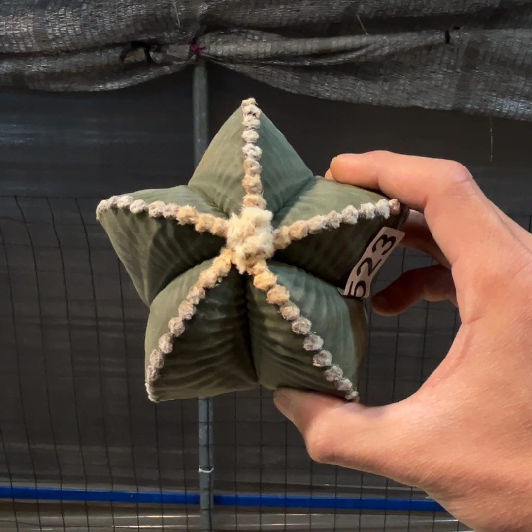 木*523鸾凤玉脱土配盆配土发货