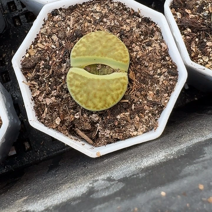 生石花11111。     226