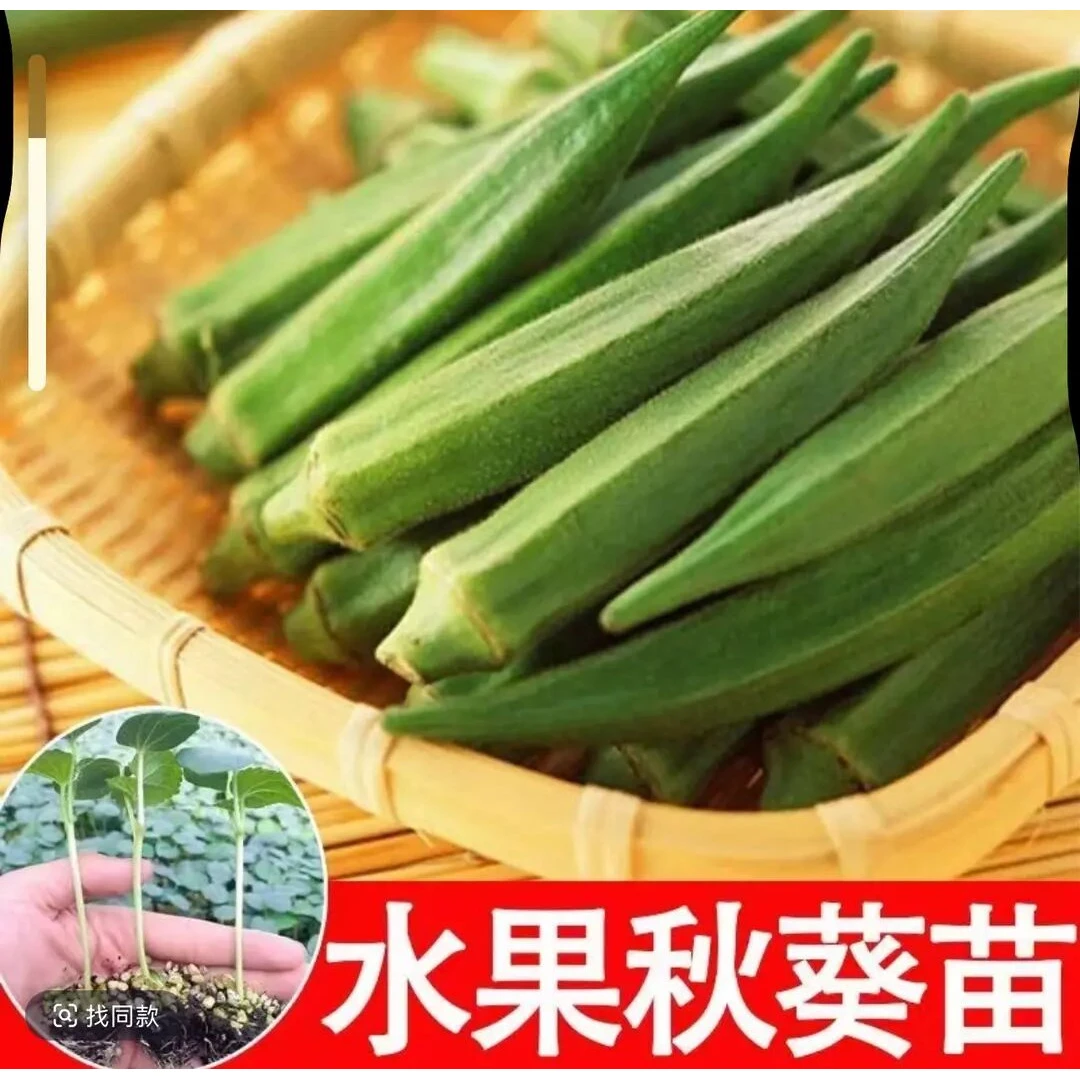 超嫩水果秋葵秧苗四季阳台盆栽高产红黄绿秋葵苗耐寒抗病蔬菜苗子