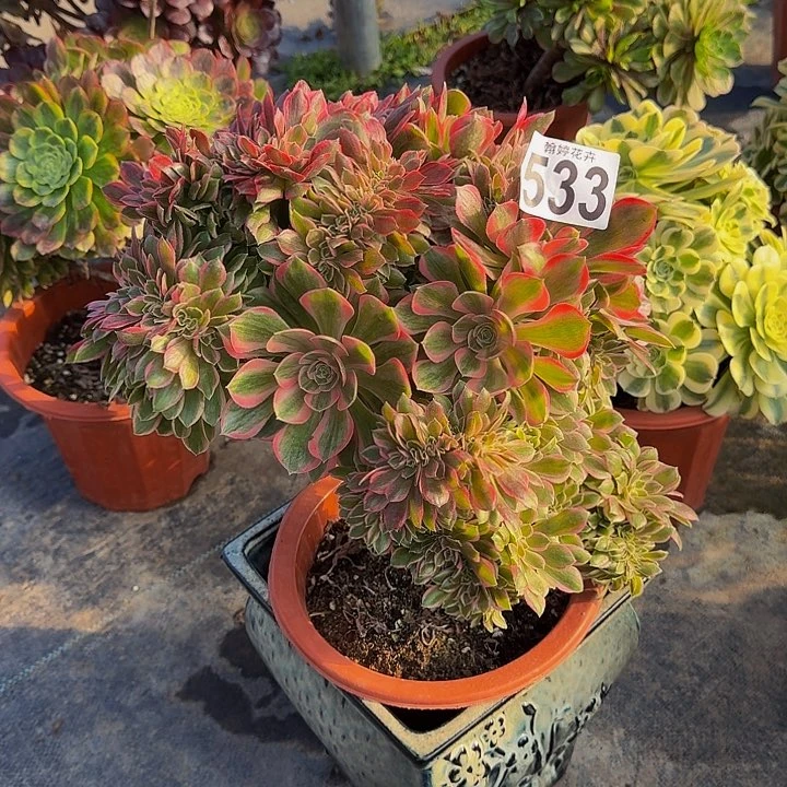 00000000533女郎缀