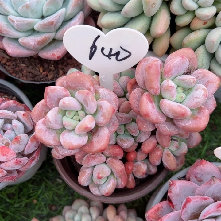 640洛神平平安安