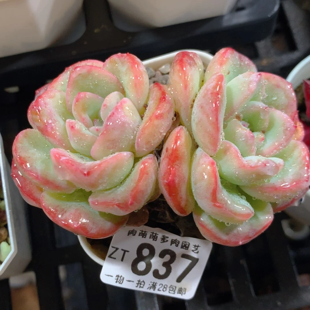 5CM拇指盆精控多肉ZT837