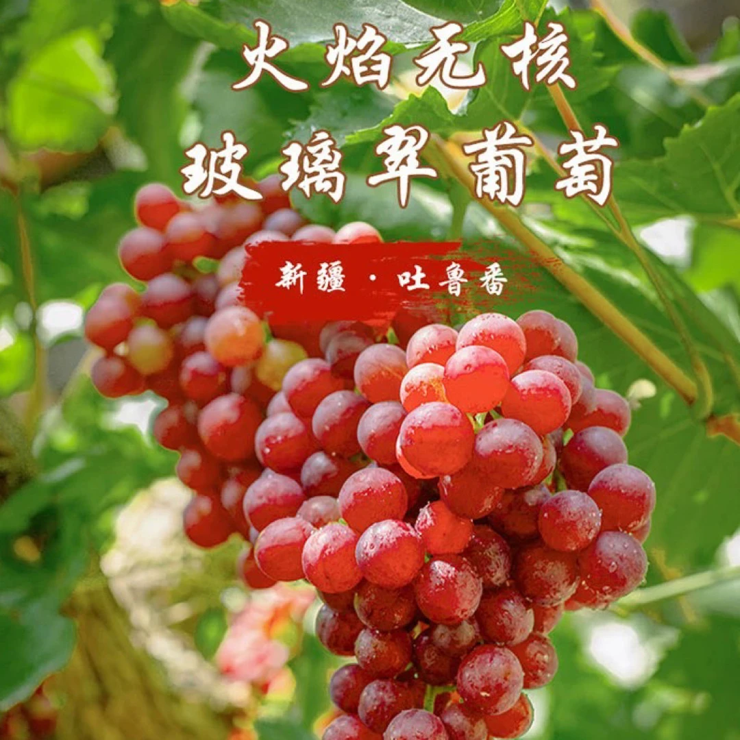 新疆吐鲁番 玻璃翠葡萄 新鲜水果 无籽红提新疆维吾尔自治区