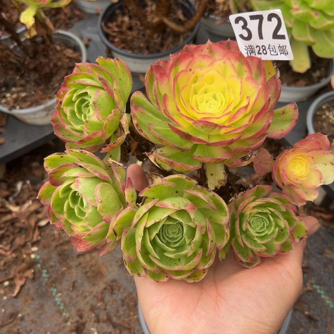 多肉植物372海王的