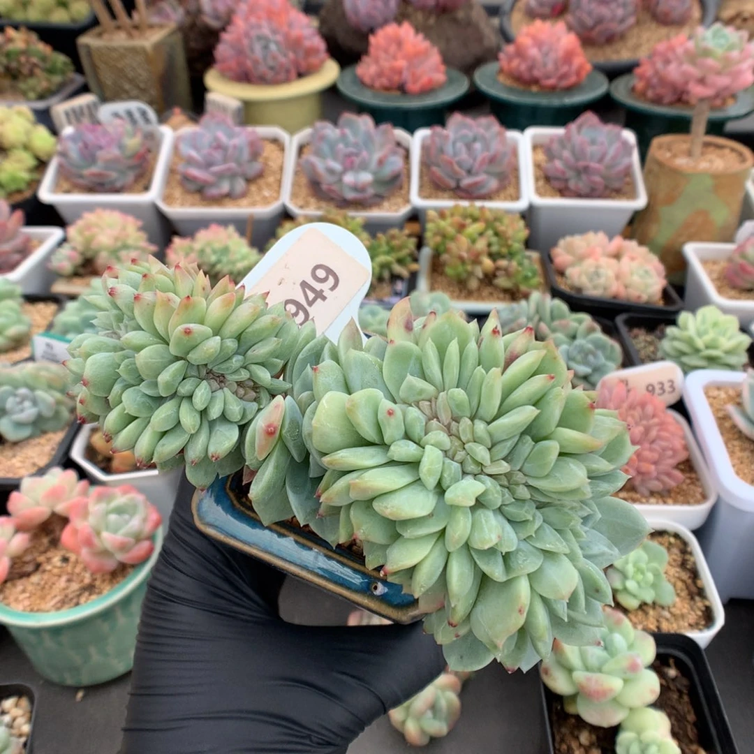 乖***949 冰魄缀多肉多肉