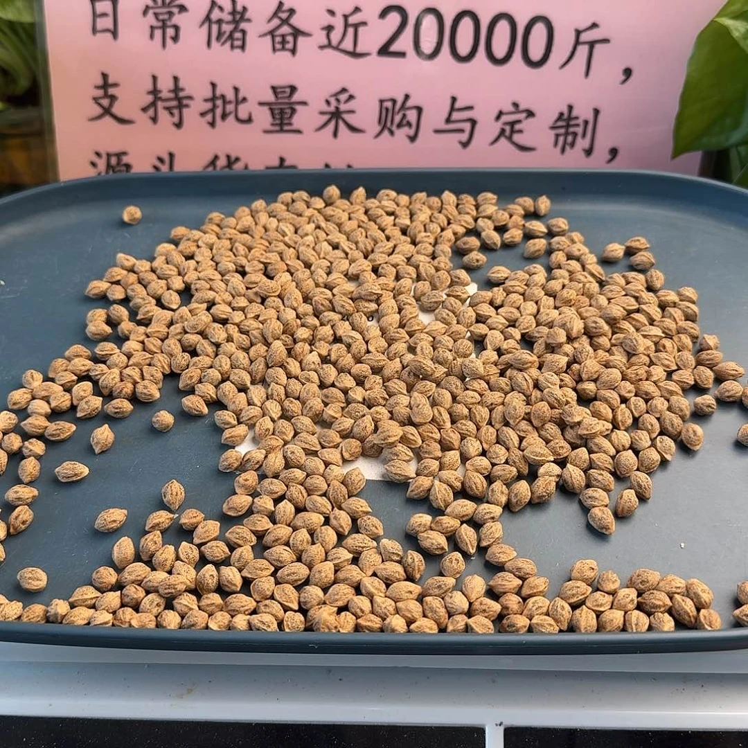 飞***1柏香籽/百香籽手串106克6.5+FA095