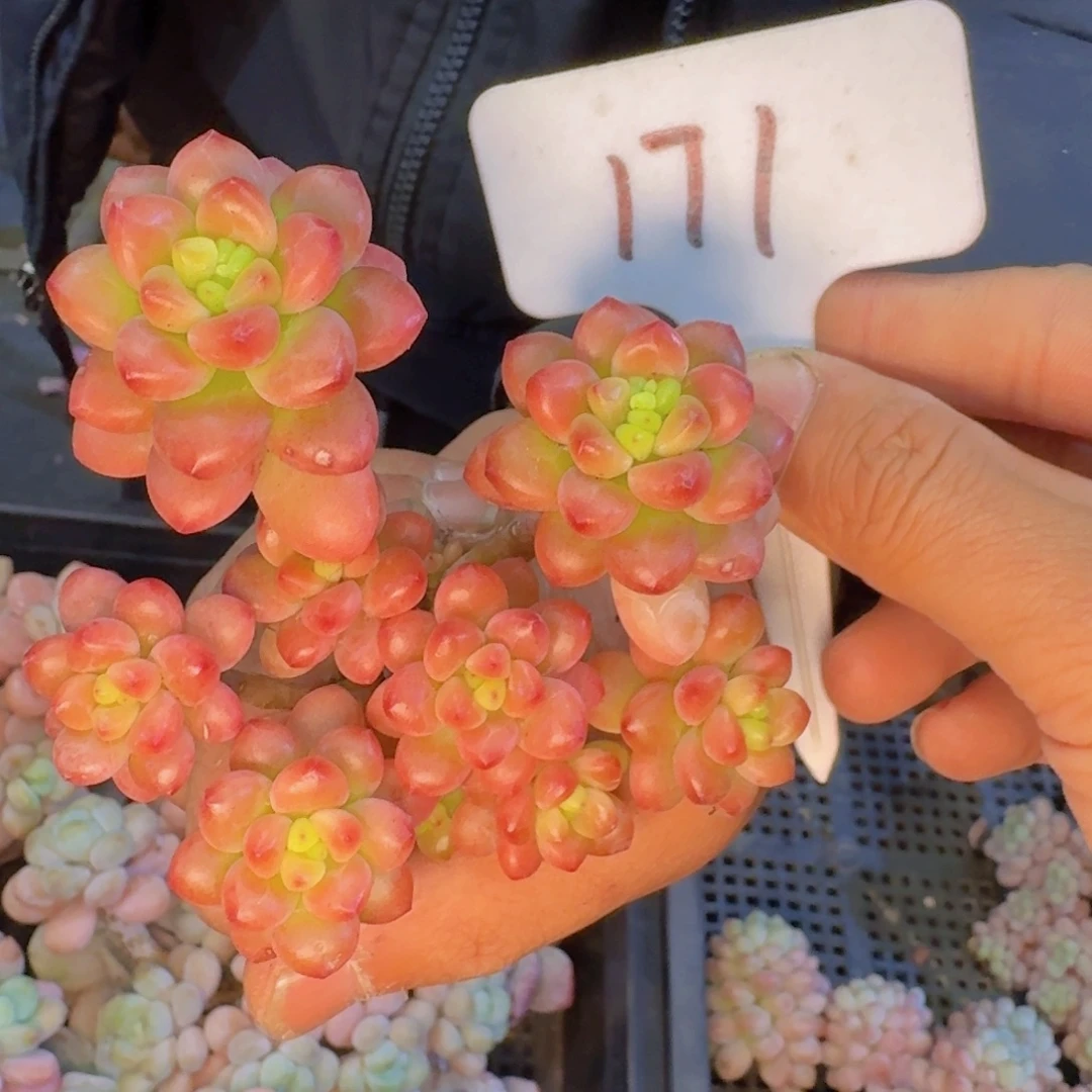 多肉植物的生长发育和