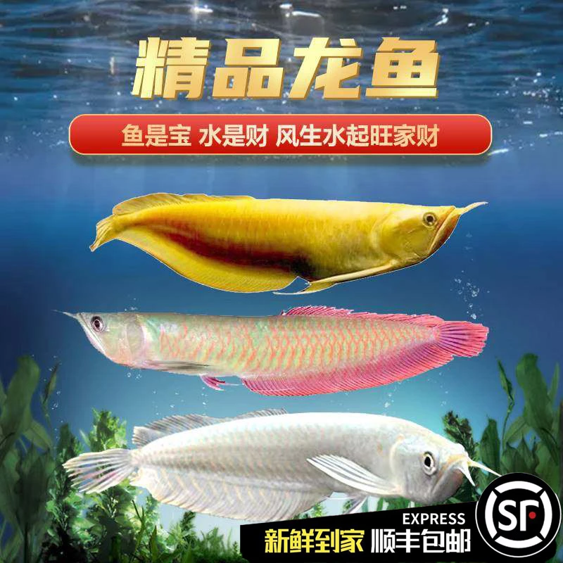顺丰包邮银龙鱼七彩银龙耐活黄化银龙热带观赏鱼巴西亚淡水中大型