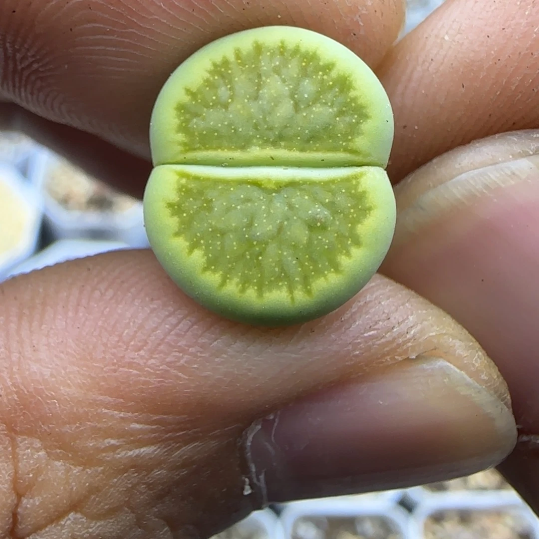 353 生石花大棚直播