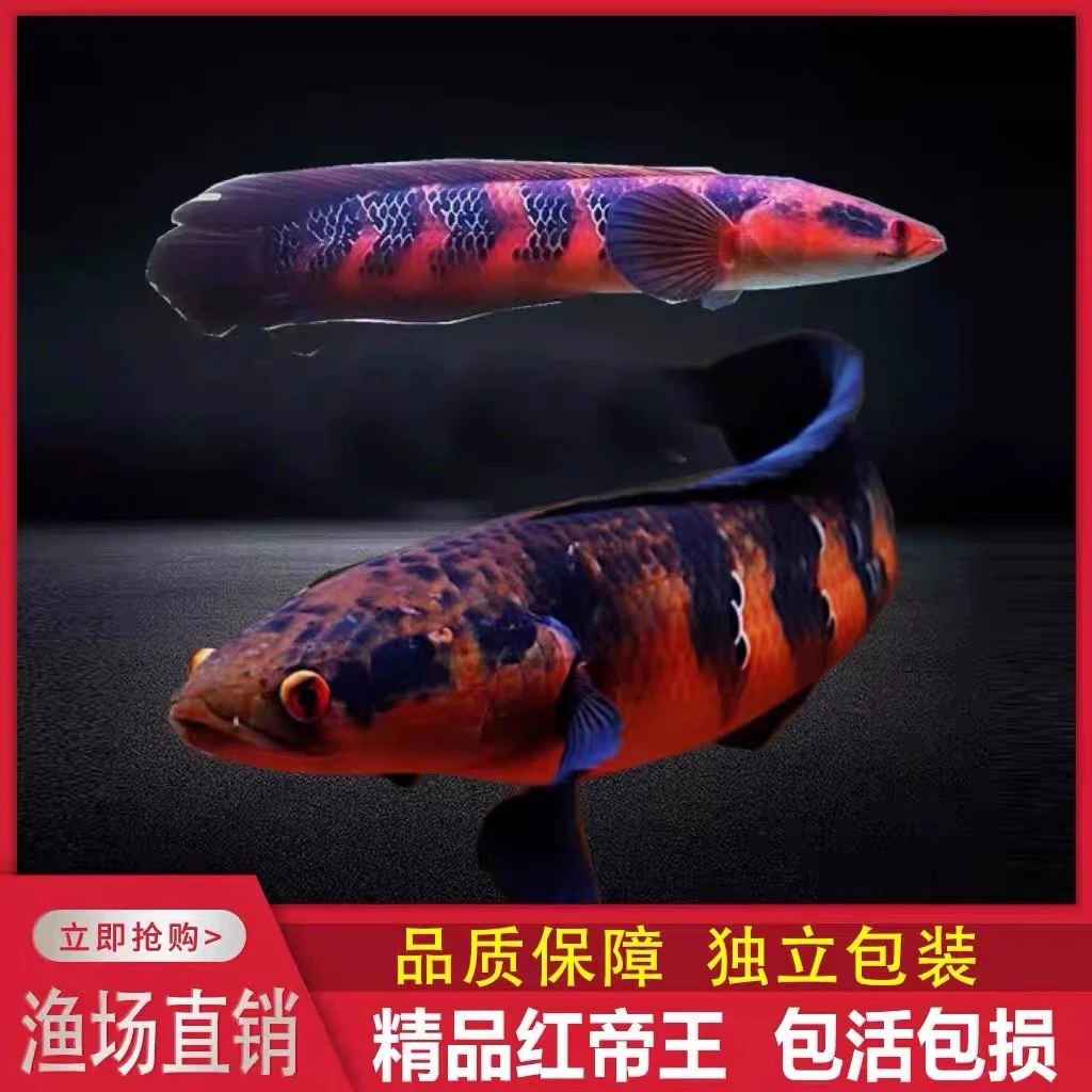 加里曼丹红魔神红帝王雷龙鱼热带观赏鱼皮实凶猛热带雷龙活体耐活