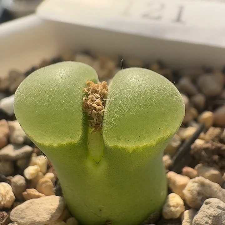 121 y400 极窗风铃。