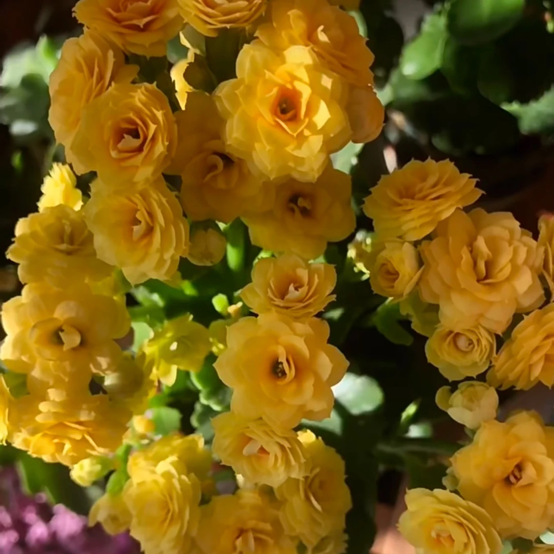 月光:重瓣黄色带糖心色室内盆栽烂叶子黄叶子不售后介意勿拍